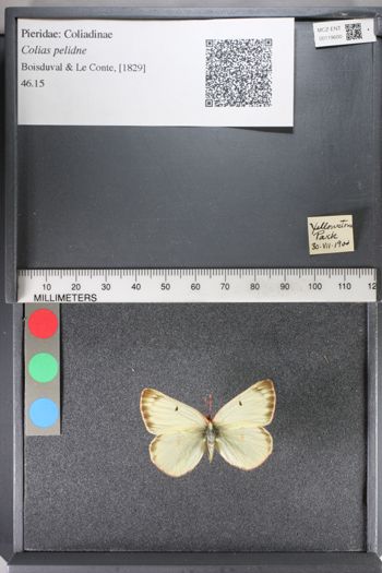 Media type: image;   Entomology 119600